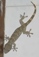 Lizard